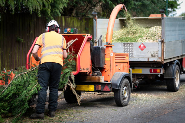 Best Professional Tree Care  in Sherrill, NY